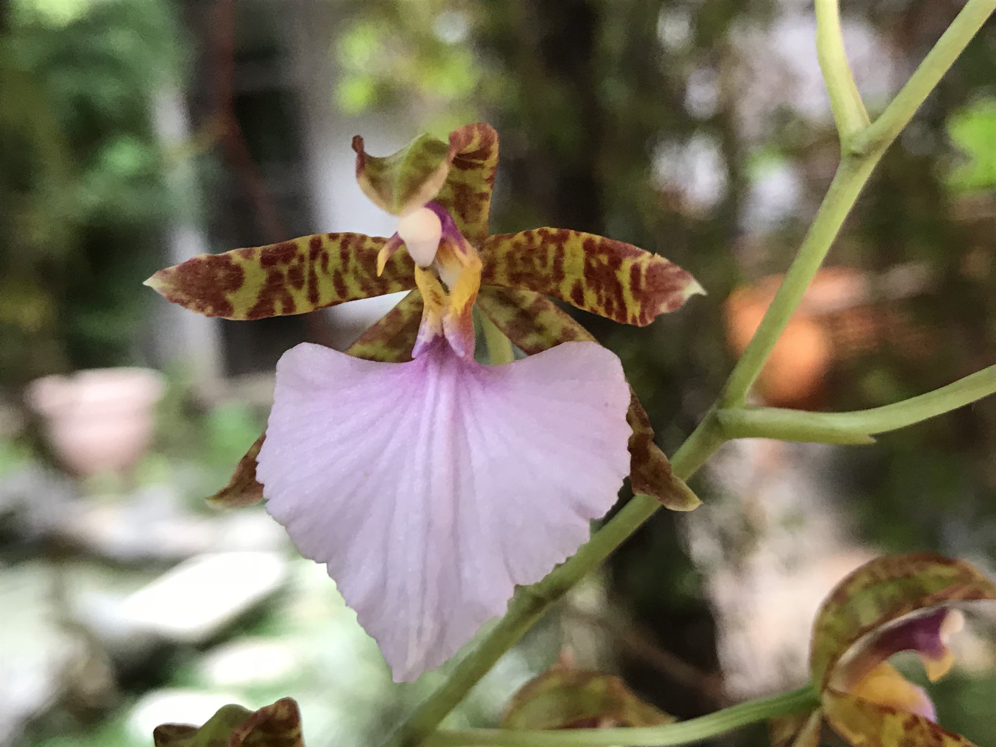 Rhynchostele bictoniensis